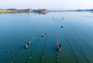 中國淡水珍珠之鄉(xiāng)，憑什么是它？