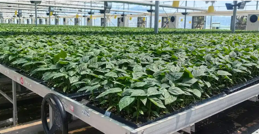 去年種業(yè)營(yíng)收突破100億元 山東煙臺(tái)全力打造種業(yè)創(chuàng)新發(fā)展高地