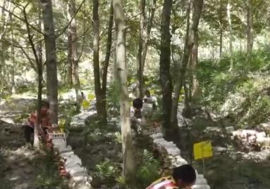 林下經(jīng)濟“點綠成金” “林+”模式為鄉(xiāng)村振興增添綠色動能