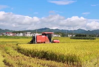 機械化收割、“鴨管家”除蟲 農(nóng)業(yè)科技+生態(tài)種養(yǎng)助力增產(chǎn)增收