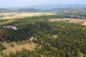 年產(chǎn)量超2億噸！我國多地森林食物迎來夏季采收