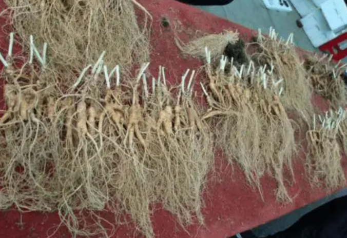 吉林通化人參產(chǎn)業(yè)前五月產(chǎn)值超156億元