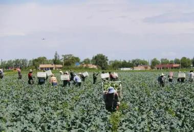 中國（西部）冷涼蔬菜之鄉(xiāng)迎來采收季 新鮮蔬菜走俏全國市場