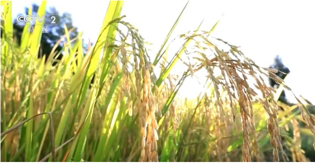 我國口糧品種自主率達(dá)到100% 處于世界領(lǐng)先水平