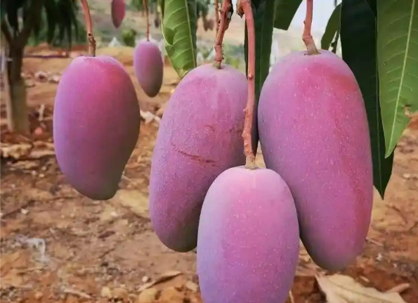 2025年永德芒果之鄉(xiāng)文化旅游節(jié)啟幕