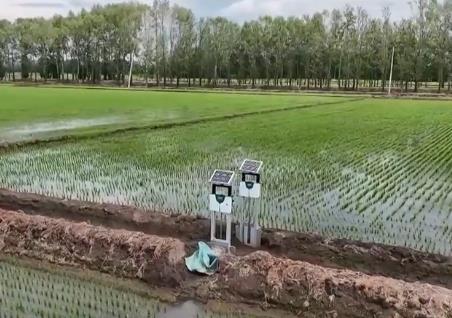 抓夏管 提單產(chǎn) 夯實秋糧豐收基礎