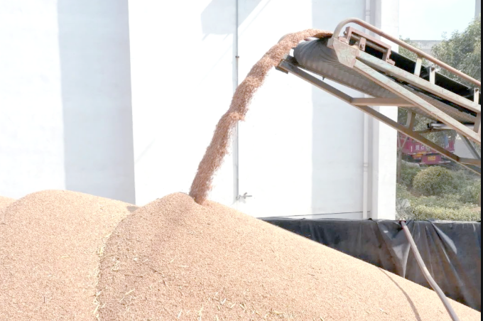 智能化、數(shù)字化技術推廣應用 夏糧收購展現(xiàn)新氣象