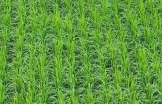 小暑農(nóng)事忙：秋作物茁壯、早稻金黃 南北田間奏響豐收序曲