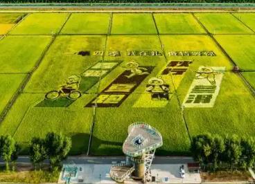 金稻之鄉(xiāng)“稻”出新經(jīng)濟 村民幸福再“升級”