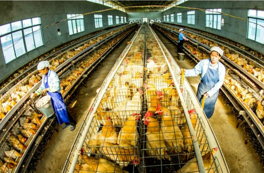 廣西岑溪孵化年產(chǎn)值超億元三黃雞產(chǎn)業(yè)集群