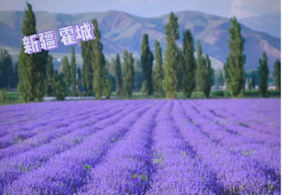 新疆霍城縣：一株薰衣草串起鄉(xiāng)村文商旅產(chǎn)業(yè)鏈