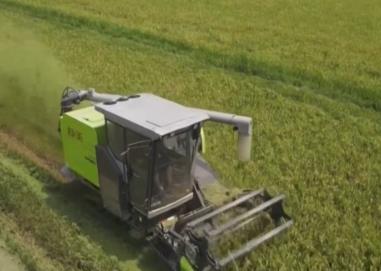 高產(chǎn)優(yōu)質(zhì)！科技助力早稻豐收 糧食穩(wěn)產(chǎn)基礎牢