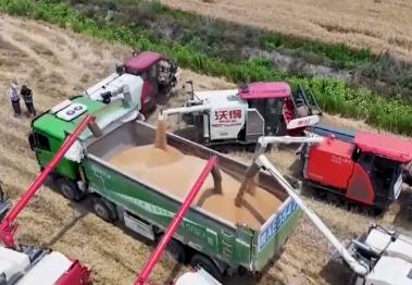 2994.8億斤、375.6公斤……“數(shù)”里行間多維度觀察夏糧穩(wěn)產(chǎn)豐收