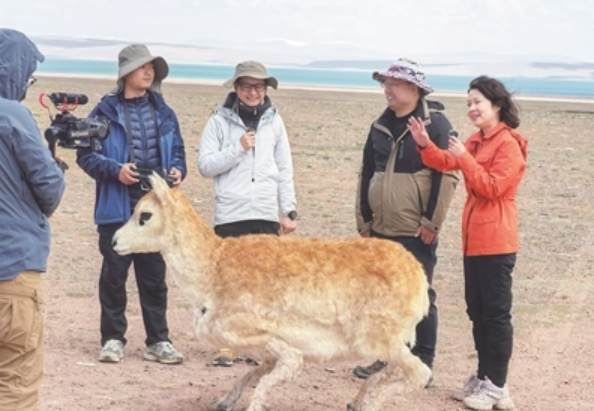 “5G+AI”仿生機器藏羚羊亮相可可西里