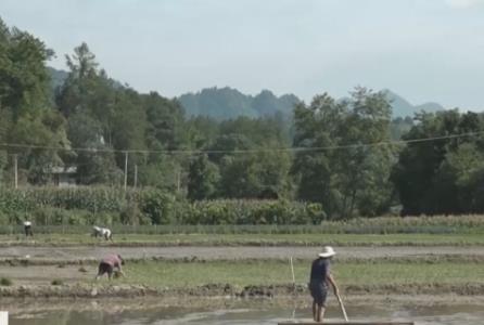 支持洪澇臺風災后農(nóng)業(yè)生產(chǎn)救災打好“組合拳” 智能設備助力顆粒歸倉