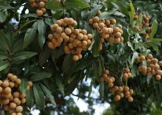 “中國金牌龍眼之鄉(xiāng)”廣東高州龍眼搶鮮上市