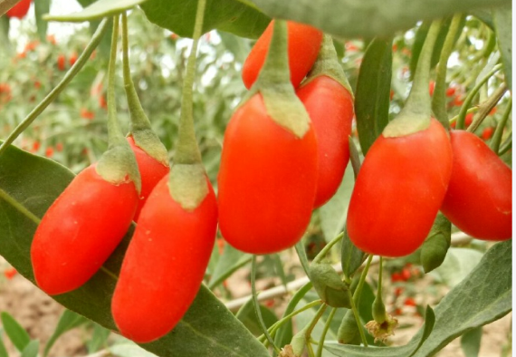 寧夏印發(fā)生態(tài)產(chǎn)品開發(fā)利用產(chǎn)業(yè)目錄