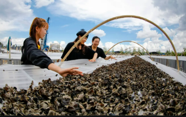 內蒙古扎賚特旗小小黑木耳變身“致富花”