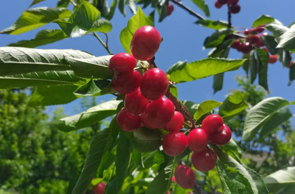 四川理縣“四輪驅(qū)動(dòng)”壯大甜櫻桃產(chǎn)業(yè)