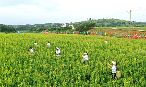 湖南祁東：萬(wàn)畝黃花菜鼓起百姓“錢(qián)袋子”