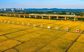 四川眉山繪就“天府糧倉(cāng)”建設(shè)新畫(huà)卷