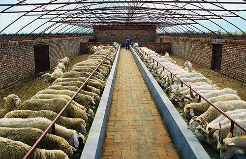 農業(yè)農村部法規(guī)司、畜牧獸醫(yī)局負責人就《畜禽養(yǎng)殖場備案管理辦法》答記者問