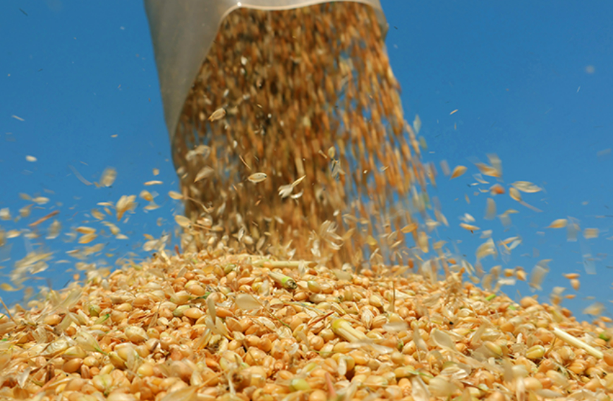 總產(chǎn)量267.03萬(wàn)噸！云南國(guó)資國(guó)企助力夏糧豐收“穩(wěn)中有進(jìn)”