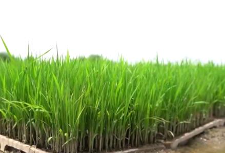 早稻收獲按下“加速鍵” 各地合力繪就希望的田野好“豐”光