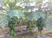 我國(guó)熱帶作物種質(zhì)資源保存總量穩(wěn)步提高