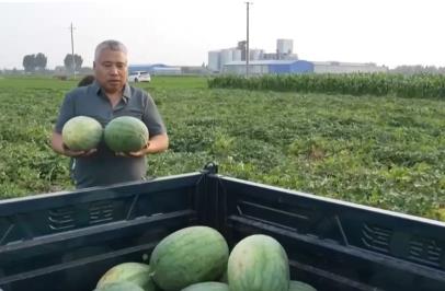 年產(chǎn)6000萬(wàn)噸 我國(guó)成世界上最大的西瓜生產(chǎn)國(guó)和消費(fèi)國(guó)