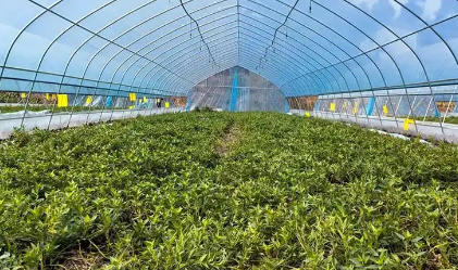 四川資陽推動優(yōu)勢特色農業(yè)產業(yè)建圈強鏈