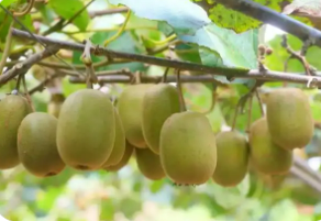 科技搭臺(tái) 直播拓市 湖南鳳凰特色農(nóng)產(chǎn)品“出山進(jìn)城”