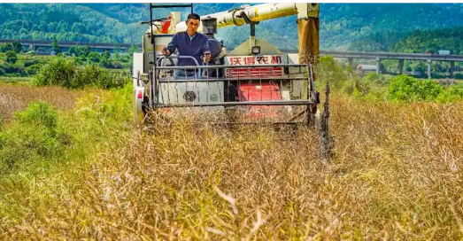 山西垣曲“谷油輪作”實現(xiàn)糧油雙增目標