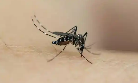 蚊媒傳染病怎么防？——國(guó)家疾控局解答熱點(diǎn)關(guān)切