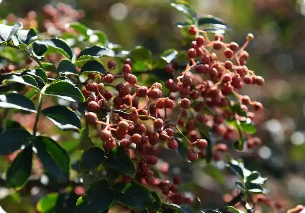 從背簍到網(wǎng)絡(luò)“中國(guó)花椒之鄉(xiāng)”香飄世界