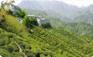 湖北十堰通過有機認證“鏈”動綠色產(chǎn)業(yè)發(fā)展