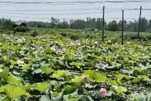 湖北嘉魚“全鏈條重塑”讓農(nóng)產(chǎn)品身價(jià)倍增