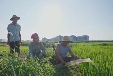 “反向抽水”、“逆勢(shì)”抽提，聯(lián)動(dòng)抗旱！水稻“喝上”保穗水 守好墑情底線保障糧食安全