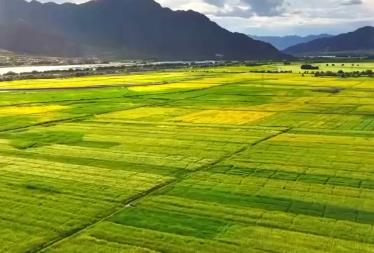 特色農(nóng)產(chǎn)品成為撬動(dòng)振興“金種子” 農(nóng)文旅融合描繪村民生活“幸福景”