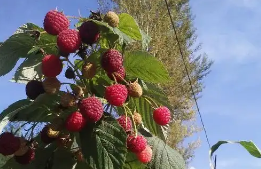 科學(xué)種養(yǎng) 精細(xì)管理 遼寧盤山擦亮特色農(nóng)產(chǎn)品“新名片”