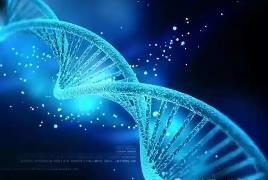 染色體實(shí)現(xiàn)“精準(zhǔn)編輯” 基因治療應(yīng)用潛力巨大