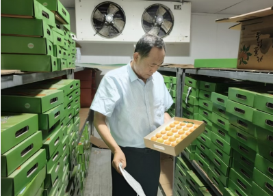 紅杏產(chǎn)業(yè) “突圍”，解鎖鄉(xiāng)村振興密碼