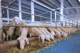 浙江八大創(chuàng)新模式引領(lǐng)畜牧業(yè)發(fā)展