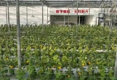 數字鄉(xiāng)村建設助力農業(yè)農村現(xiàn)代化