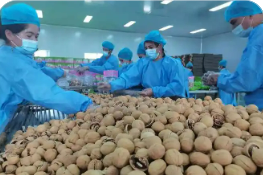 新疆喀什用核桃串起七十二億元全產(chǎn)業(yè)鏈