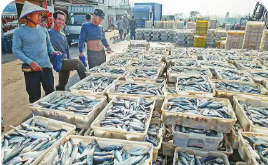 共繪發(fā)展“同心圓” 廣西北海以質(zhì)量筑基助力水產(chǎn)業(yè)做優(yōu)做大做強(qiáng)