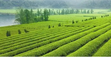 江南水鄉(xiāng)綠意濃——浙江產(chǎn)業(yè)綠色轉(zhuǎn)型見聞