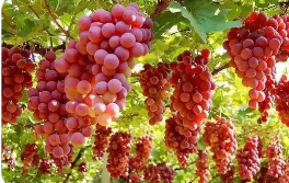 山西太原新增5件地標(biāo)保護(hù)產(chǎn)品特色產(chǎn)業(yè)發(fā)展邁入新階段