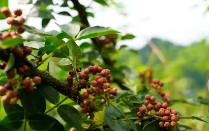 挖掘特色 提升品質(zhì) 拓寬渠道 貴州花椒產(chǎn)業(yè)向高質(zhì)量發(fā)展邁進