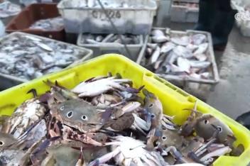 “海鮮+水產(chǎn)”上市供銷(xiāo)兩旺 “菜籃子”豐盈升騰“煙火氣”